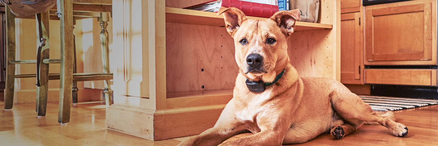DogWatch of Northern Kentucky, Park Hills, Kentucky | Indoor Pet Fences Slider Image