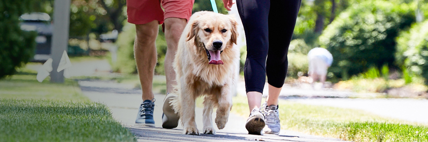 DogWatch of Northern Kentucky, Park Hills, Kentucky | SideWalker Leash Trainer Slider Image